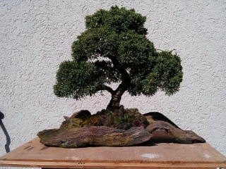 bonsaimacher bonsai juniperus