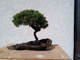 bonsaimacher prebonsai juniperus